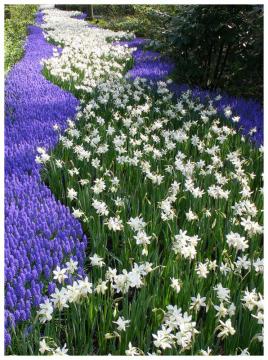 Tur Tur Turizem vas pelje v čudovite rožnate parke Dunaja