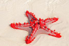 Zvezdice Zanzibarja s Tur Tur Turizem