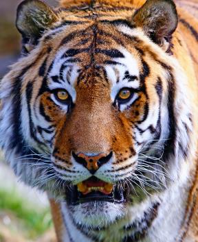 Herbersteinski živalski vrt